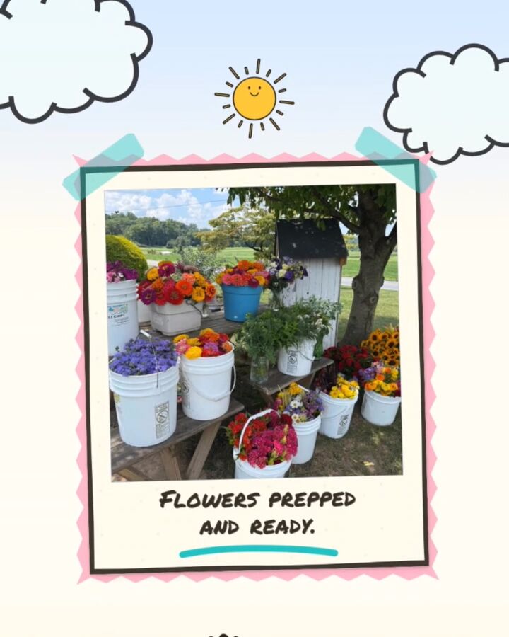Buckets of zinnias, sunflowers and dahlias lined up on a garden bench, prepped for arranging