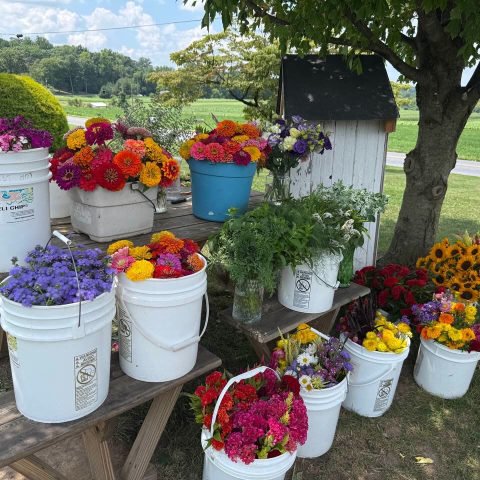 Five-gallon buckets of freshly cut zinnias, sunflowers, celosia and greenery lined up on picnic tables at a roadside flower stand.