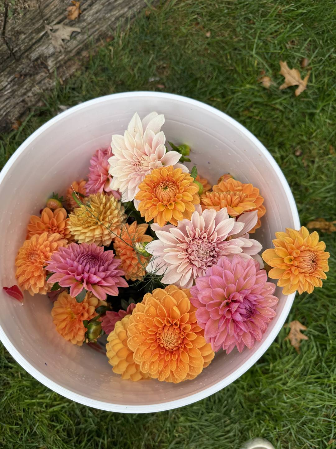 A white bucket on the grass holds freshly cut dahlias in orange, pink, cream, and yellow.