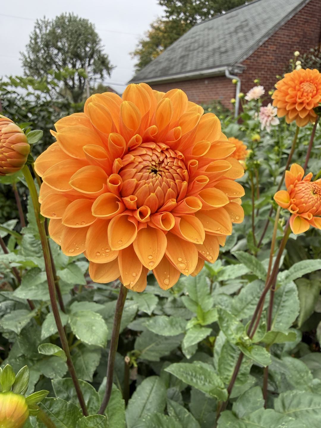 A large orange dahlia bloom covered in raindrops in a garden.