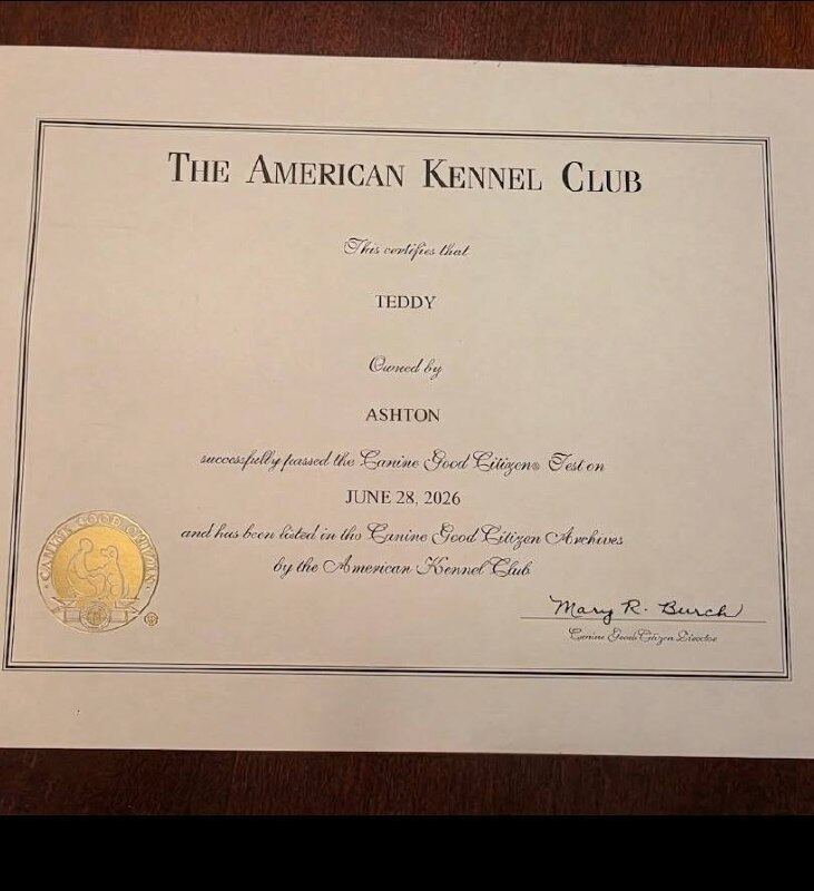 Teddy's American Kennel Club certificate showing he passed the Canine Good Citizen test on June 28, 2026.